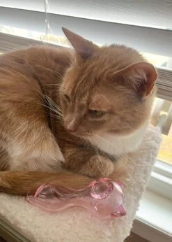 CAT EARS PIPE(Cat Ears Pipe) -Glass Smoke World IMG 8597 2